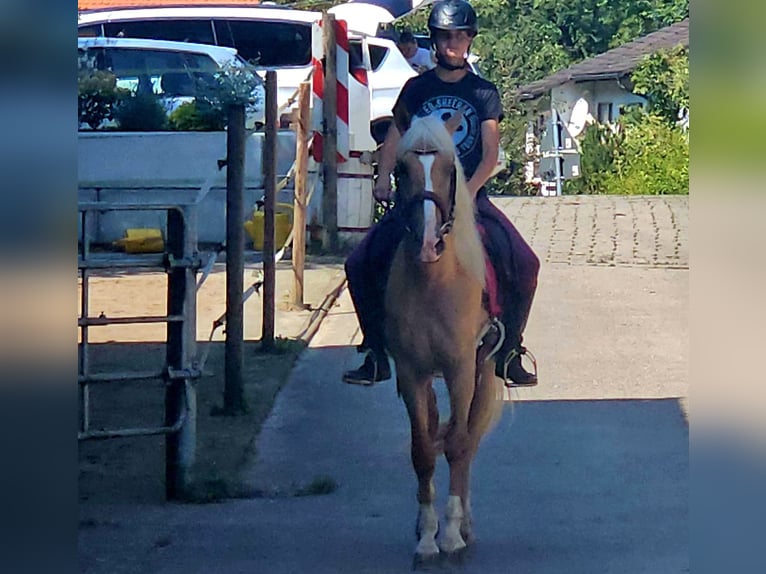 Lusitanien Croisé Hongre 3 Ans in Küssaberg