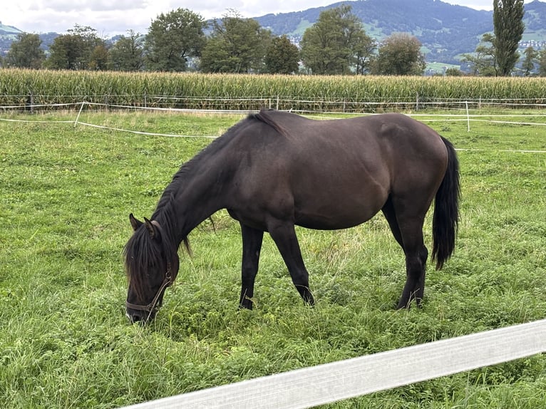 Lusitanien Hongre 4 Ans 150 cm Noir in Benken SG