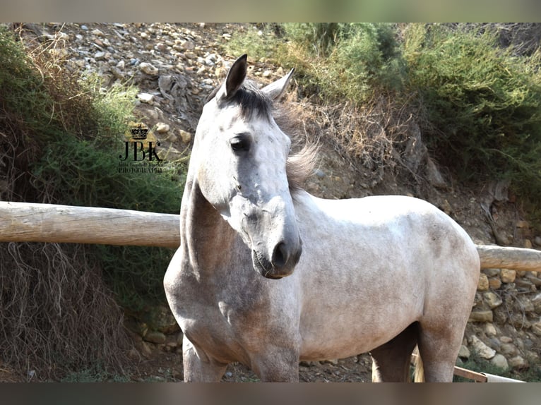 Lusitanien Croisé Hongre 4 Ans 151 cm Gris in Tabernas Almeria