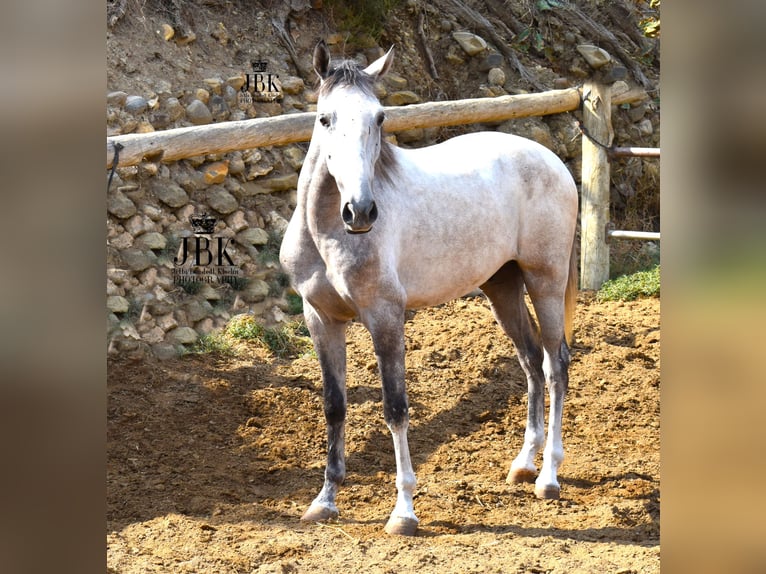 Lusitanien Croisé Hongre 4 Ans 151 cm Gris in Tabernas Almeria