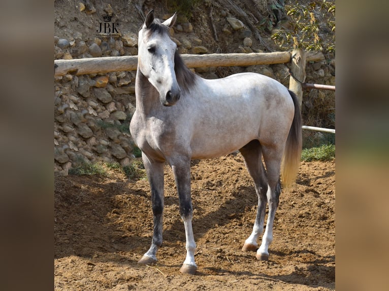 Lusitanien Croisé Hongre 4 Ans 151 cm Gris in Tabernas Almeria