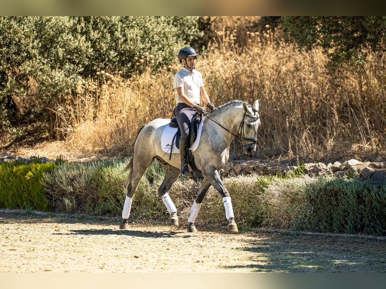 Lusitanien Hongre 4 Ans 154 cm Gris pommelé in Montecorto, Provinz Malaga