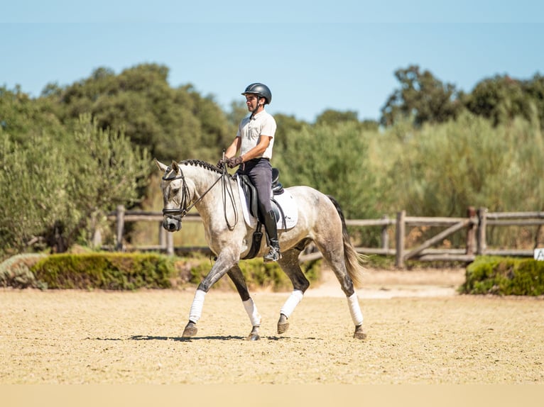 Lusitanien Hongre 4 Ans 154 cm Gris pommelé in Montecorto, Provinz Malaga