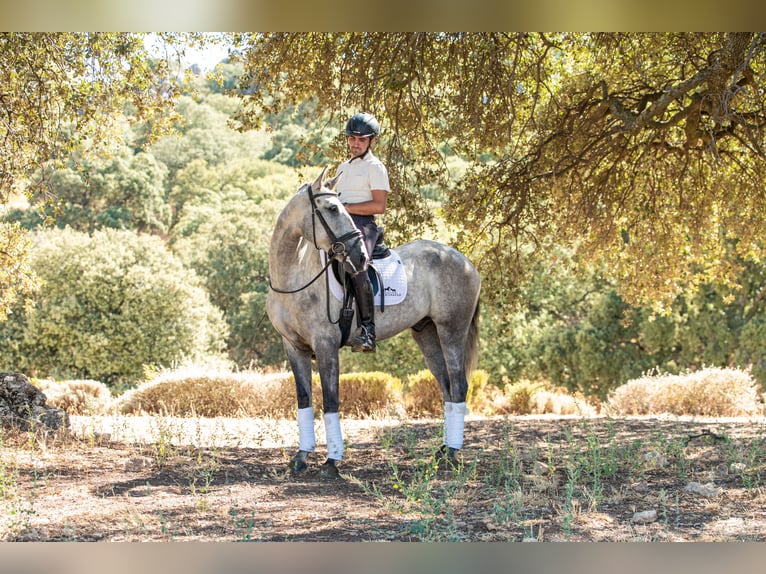 Lusitanien Hongre 4 Ans 154 cm Gris pommelé in Montecorto, Provinz Malaga