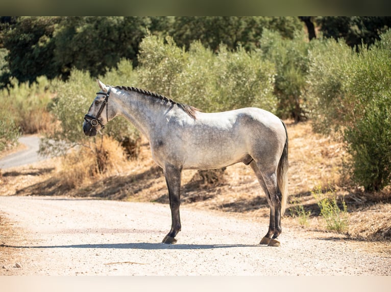 Lusitanien Hongre 4 Ans 154 cm Gris pommelé in Montecorto, Provinz Malaga