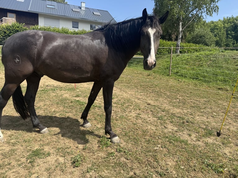 Lusitanien Hongre 4 Ans 156 cm Bai brun in Sch&#xF6;ntal