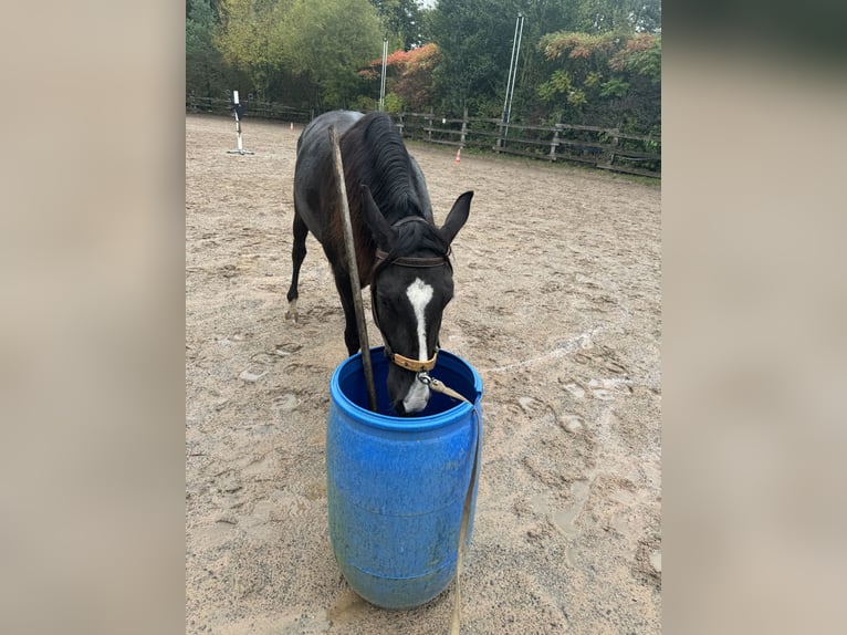 Lusitanien Hongre 4 Ans 156 cm Bai brun in Sch&#xF6;ntal