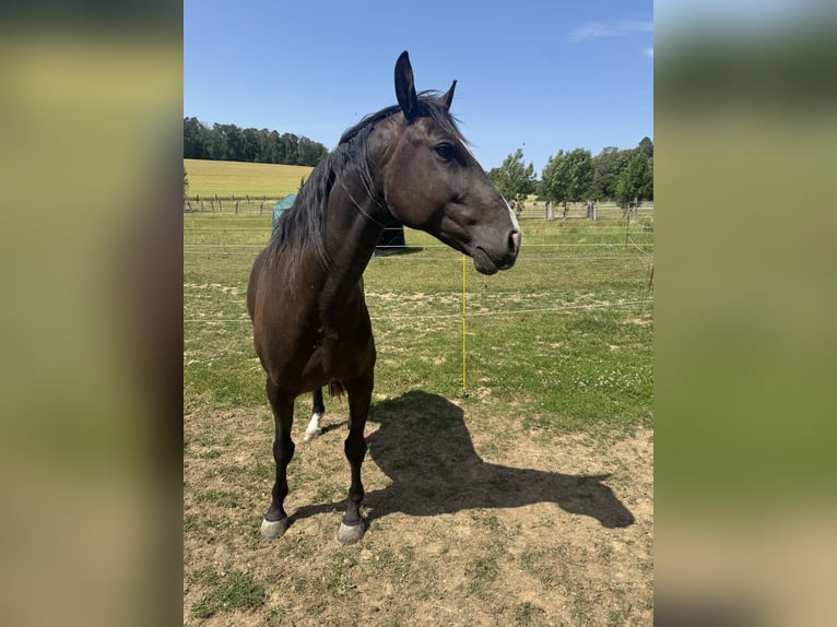 Lusitanien Hongre 4 Ans 156 cm Bai brun in Sch&#xF6;ntal