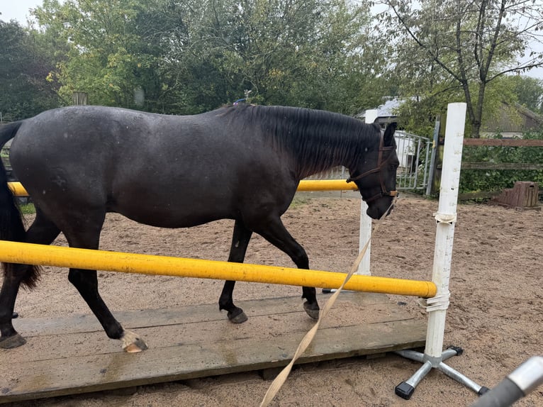 Lusitanien Hongre 4 Ans 156 cm Bai brun in Sch&#xF6;ntal