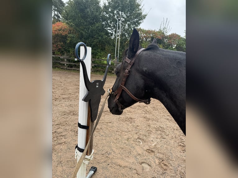Lusitanien Hongre 4 Ans 156 cm Bai brun in Sch&#xF6;ntal