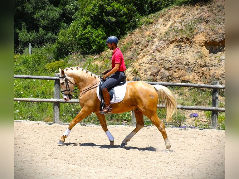 Lusitanien Hongre 4 Ans 156 cm Palomino in Ribamar