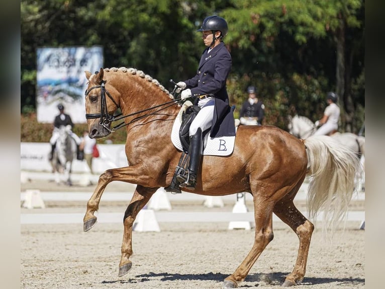 Lusitanien Hongre 4 Ans 156 cm Palomino in Ribamar