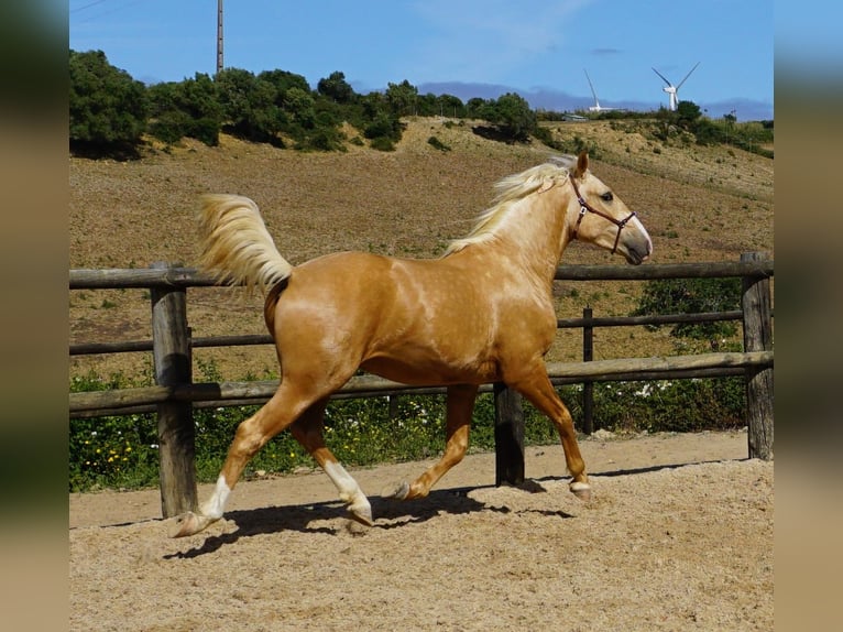 Lusitanien Hongre 4 Ans 156 cm Palomino in Ribamar