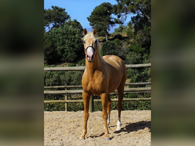 Lusitanien Hongre 4 Ans 156 cm Palomino in Ribamar