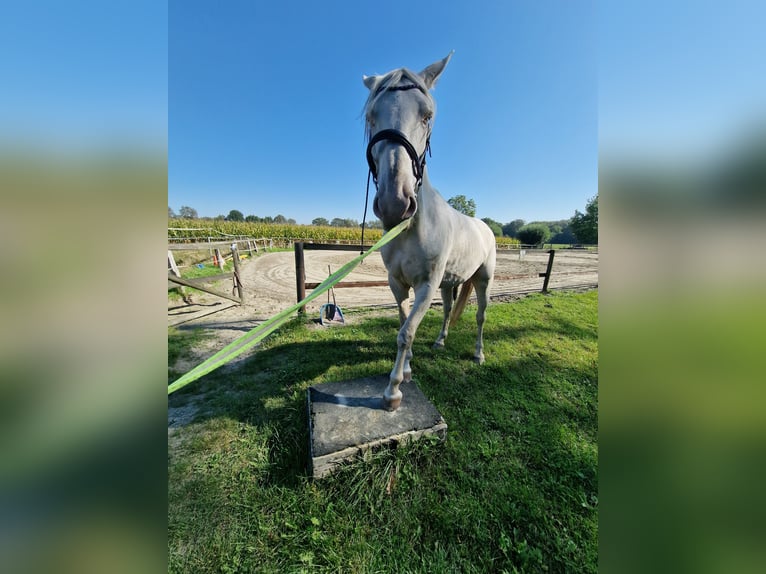 Lusitanien Croisé Hongre 4 Ans 157 cm Cremello in Hohenfelde