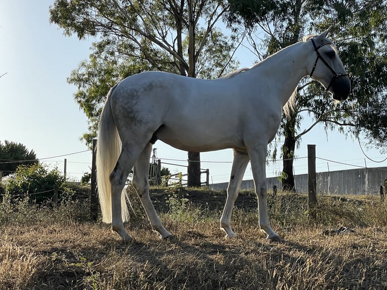 Lusitanien Hongre 4 Ans 157 cm Gris in Casal do Ralha