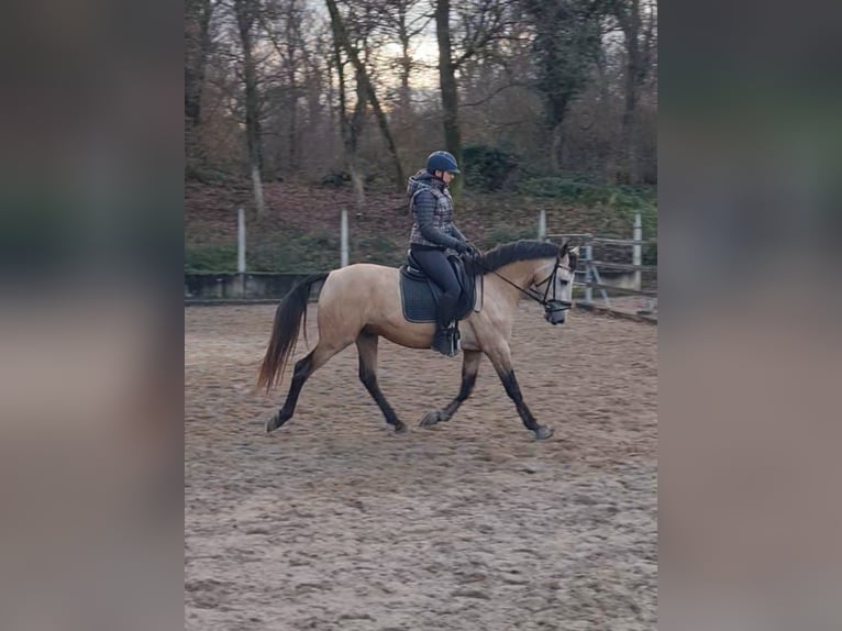 Lusitanien Hongre 4 Ans 157 cm Isabelle in Kembs