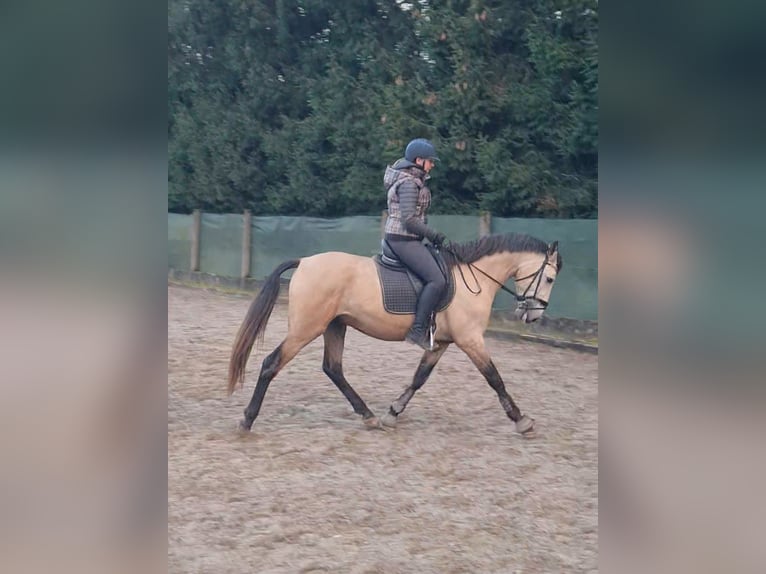 Lusitanien Hongre 4 Ans 157 cm Isabelle in Kembs