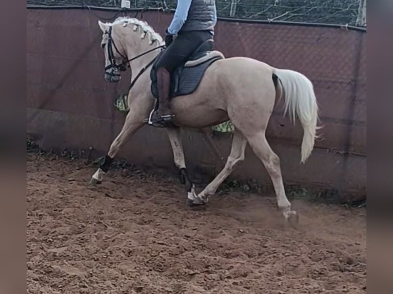 Lusitanien Hongre 4 Ans 157 cm Palomino in Santiago de compostela