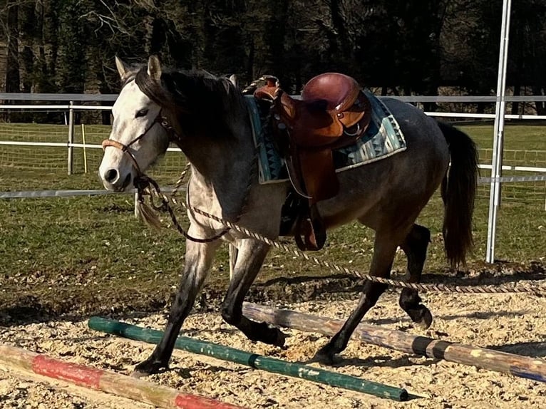 Lusitanien Hongre 4 Ans 158 cm Rouan bleu in Amlikon-Bissegg