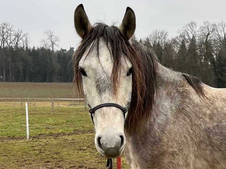 Lusitanien Hongre 4 Ans 158 cm Rouan bleu in Amlikon-Bissegg