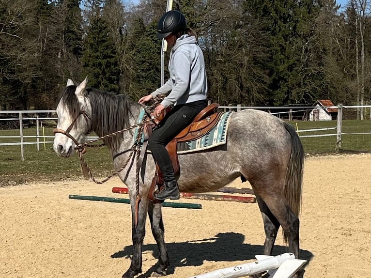 Lusitanien Hongre 4 Ans 158 cm Rouan bleu in Amlikon-Bissegg