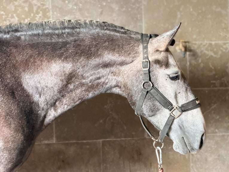 Lusitanien Hongre 4 Ans 159 cm Gris in Caldas da Rainha