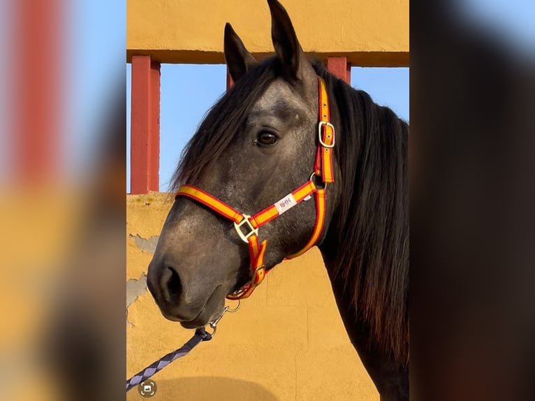 Lusitanien Hongre 4 Ans 160 cm in Chiclana de la Frontera