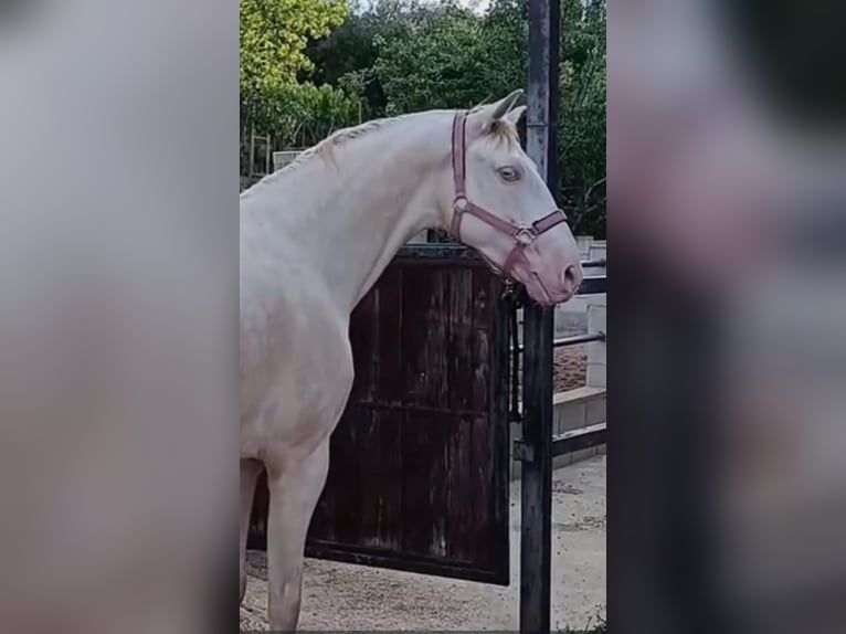 Lusitanien Croisé Hongre 4 Ans 160 cm Cremello in Benidorm