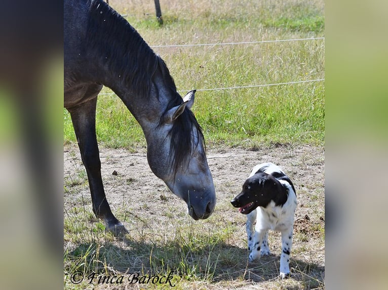 Lusitanien Hongre 4 Ans 160 cm Gris in Wiebelsheim