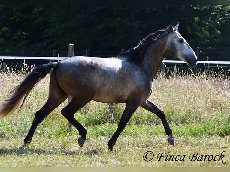 Lusitanien Hongre 4 Ans 160 cm Gris in Wiebelsheim