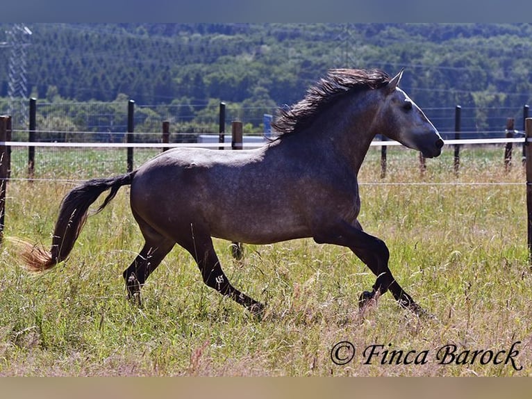 Lusitanien Hongre 4 Ans 160 cm Gris in Wiebelsheim