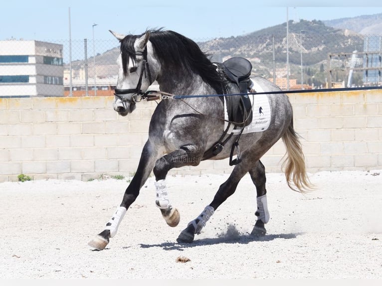 Lusitanien Hongre 4 Ans 160 cm Gris in Provinz Granada