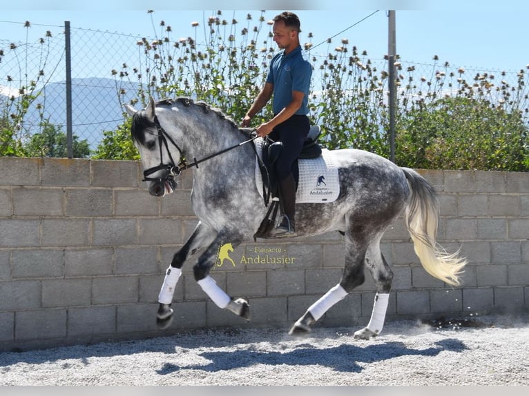 Lusitanien Hongre 4 Ans 160 cm Gris in Provinz Granada