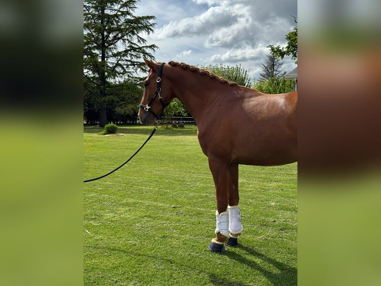 Lusitanien Croisé Hongre 4 Ans 161 cm Alezan in Galaroza (Huelva)