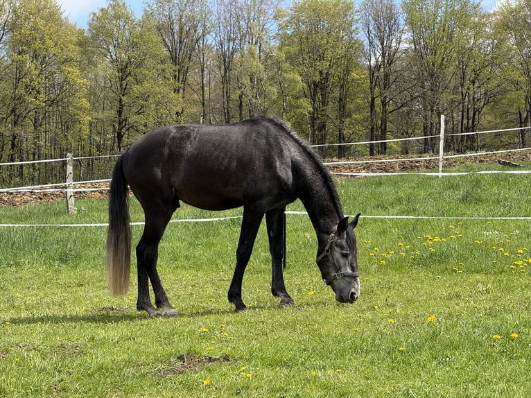 Lusitanien Croisé Hongre 4 Ans 161 cm Gris in RadevormwaldRadevormwald