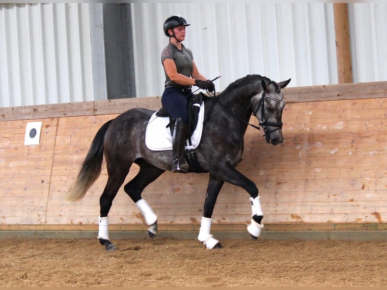 Lusitanien Croisé Hongre 4 Ans 161 cm Gris in Soyen