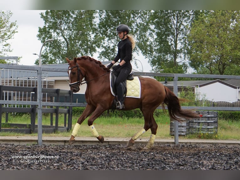 Lusitanien Hongre 4 Ans 162 cm Alezan in Den Haag