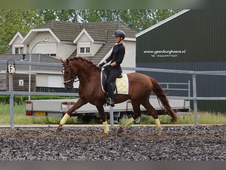 Lusitanien Hongre 4 Ans 162 cm Alezan in Den Haag