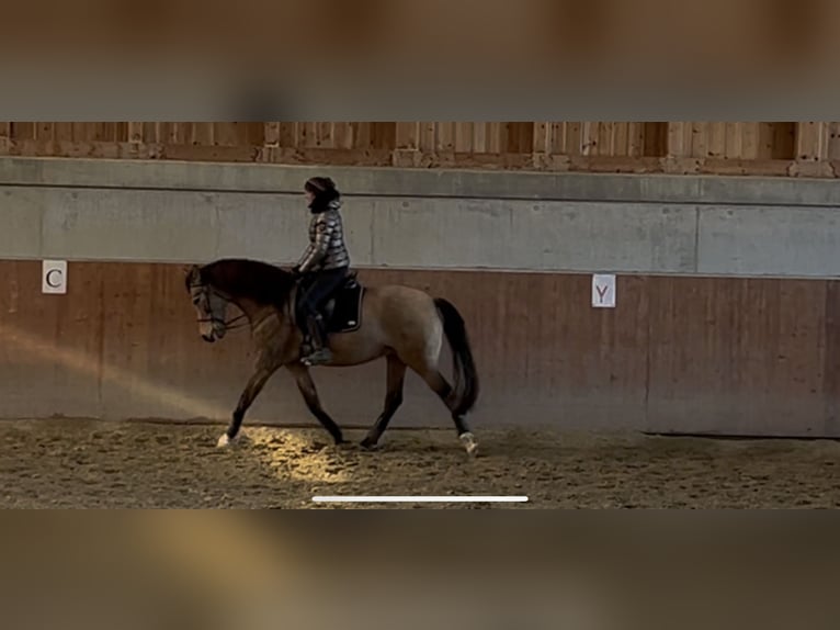Lusitanien Hongre 4 Ans 162 cm Buckskin in Olang