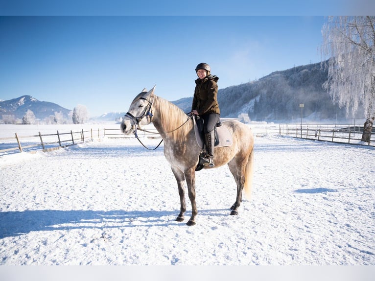 Lusitanien Hongre 4 Ans 162 cm Gris in Piesendorf