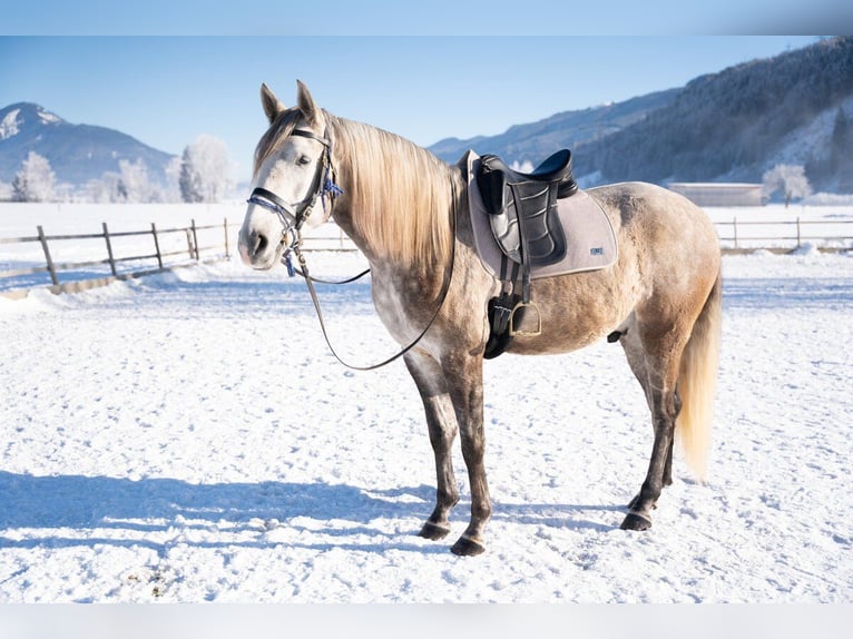 Lusitanien Hongre 4 Ans 162 cm Gris in Piesendorf