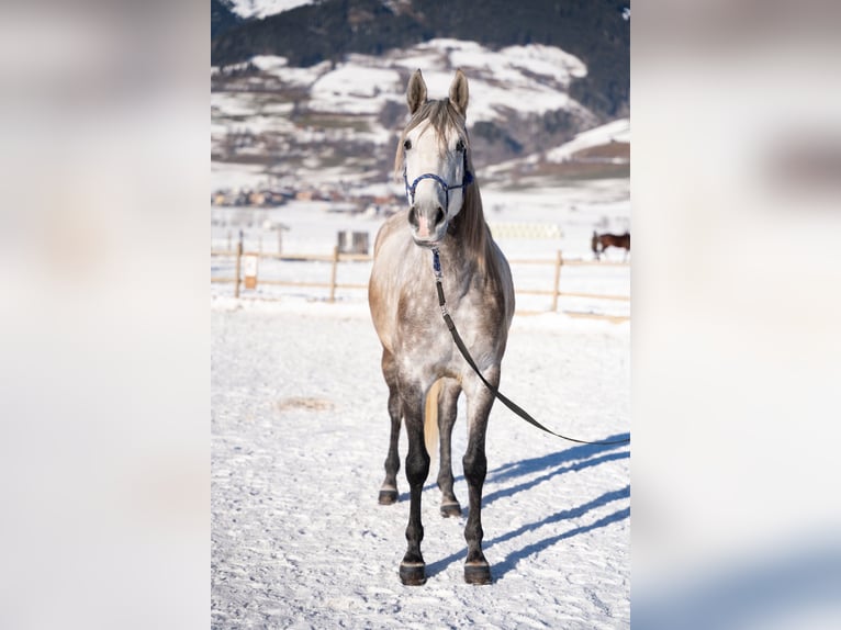 Lusitanien Hongre 4 Ans 162 cm Gris in Piesendorf