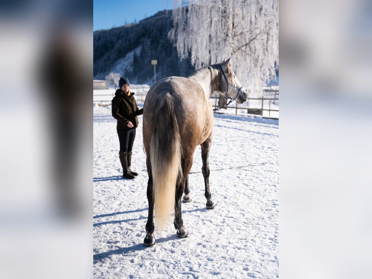 Lusitanien Hongre 4 Ans 162 cm Gris in Piesendorf