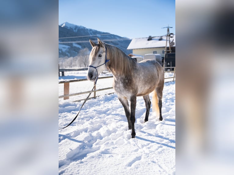 Lusitanien Hongre 4 Ans 162 cm Gris in Piesendorf