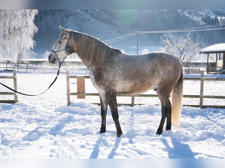 Lusitanien Hongre 4 Ans 162 cm Gris in Piesendorf