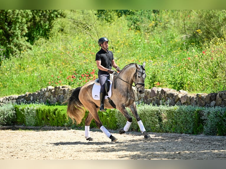 Lusitanien Hongre 4 Ans 162 cm Rouan bleu in Montecorto, Provinz Malaga