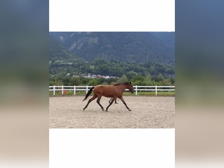 Lusitanien Hongre 4 Ans 163 cm Bai in Thusis