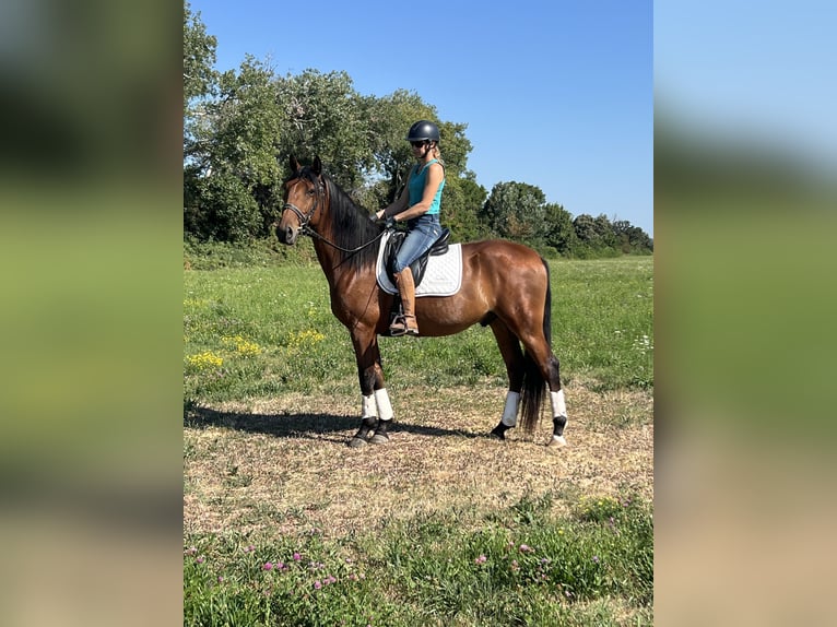Lusitanien Hongre 4 Ans 163 cm Bai in Arles