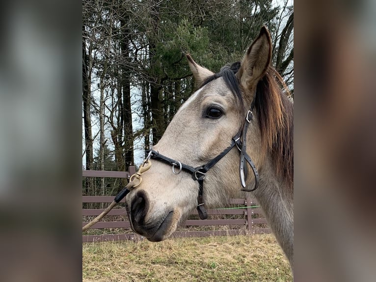 Lusitanien Hongre 4 Ans 163 cm Buckskin in Dörth